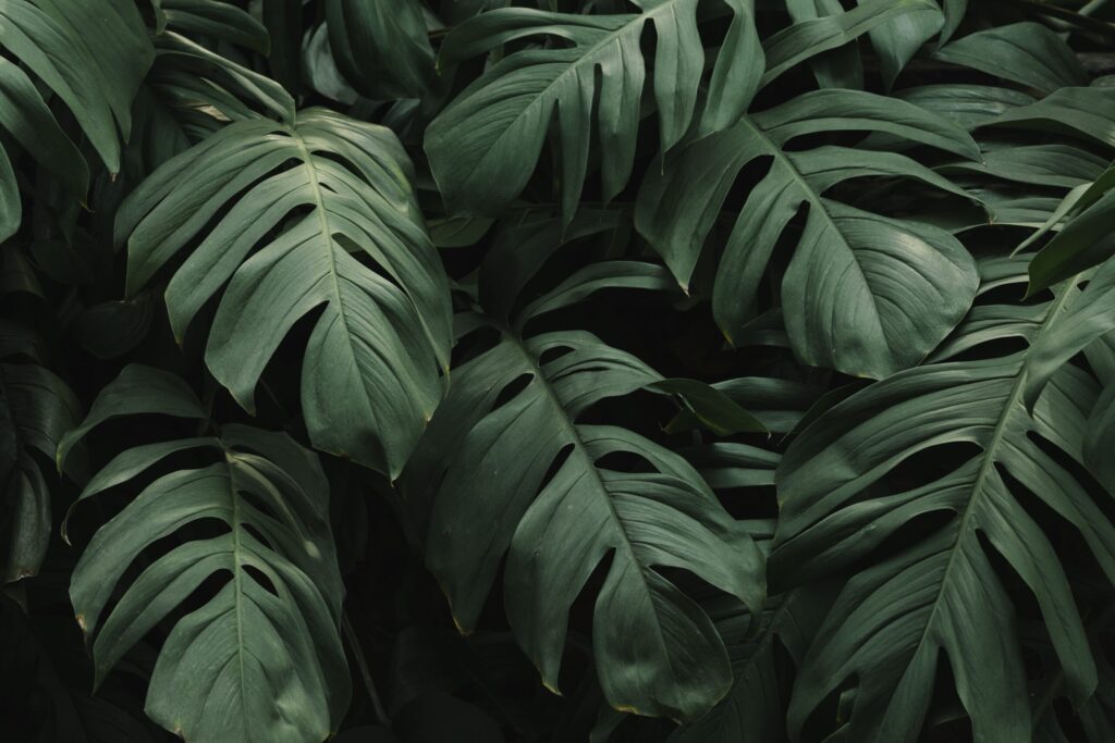 fondo de hojas verdes tropicales scaled.jpg