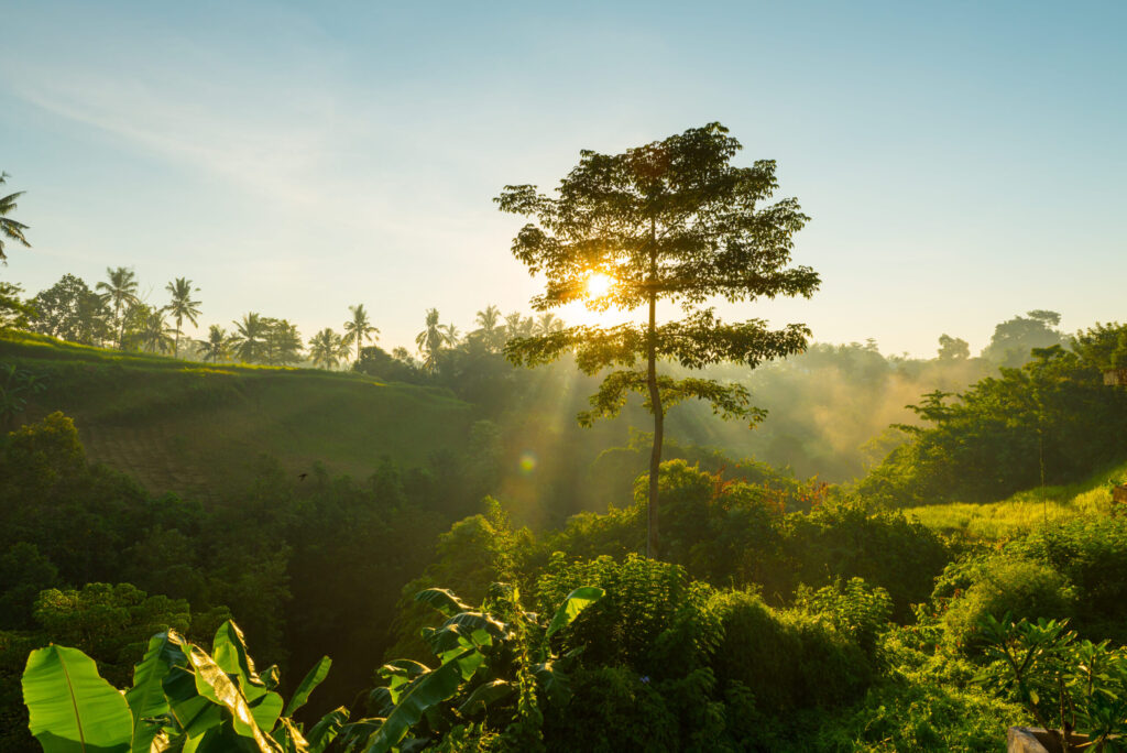 salida del sol sobre la selva de bali scaled.jpg