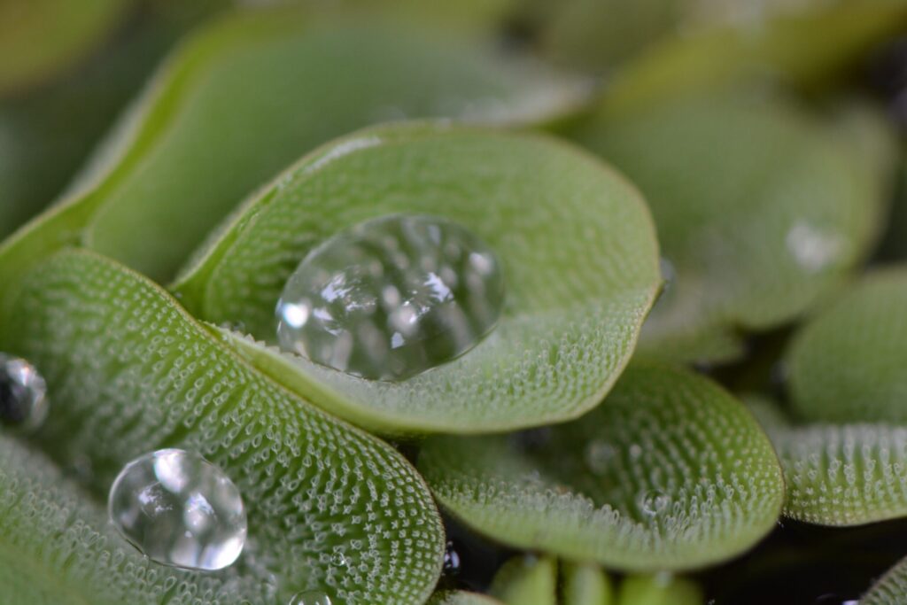toma una foto macro de las hojas verdes scaled.jpg